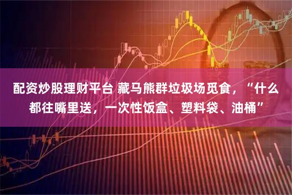 配资炒股理财平台 藏马熊群垃圾场觅食，“什么都往嘴里送，一次性饭盒、塑料袋、油桶”